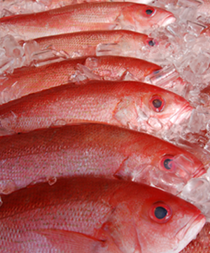 There is a chance fish sold as snapper could be rockfish, tilapia or cod. Credit: National Oceanic and Atmospheric Administration