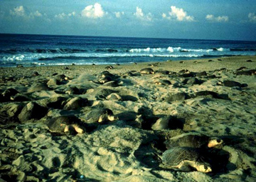 Olive ridley sea turtles don't appear to follow rigid migratory patterns. Credit: US Fish and Wildlife Service.