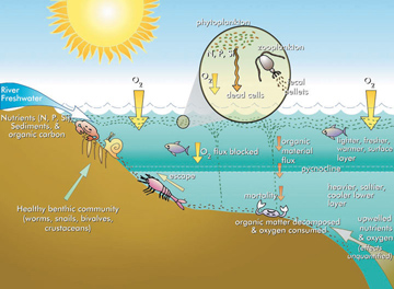 Dead zones form when oxygen rich surface water does not mix with oxygen poor deeper water. Credit: U.S. EPA Office of Wetlands, Oceans, and Watersheds