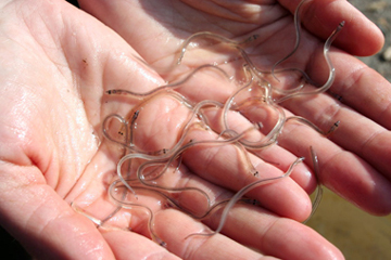 These glass eels were caught in a Hudson River tributary as part of a monitoring program. Credit: Hudson River Research Reserve, Chris Bowser