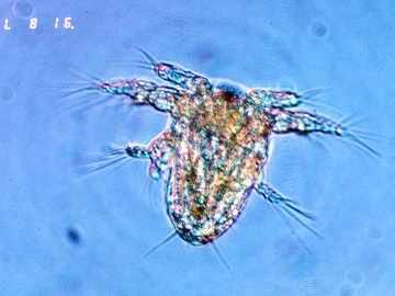 A tiny copepod, as seen under a microscope. Credit: Dr. Ed Buskey, University of Texas Marine Science Institute