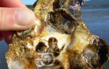 Oysters at hatcheries in Oregon are showing the effects of ocean acidification. Credit: National Science Foundation