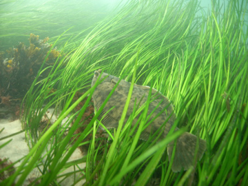 Seagrasses take carbon out of the atmosphere and store it in their roots and the sediments beneath them. Credit: National Oceanic and Atmospheric