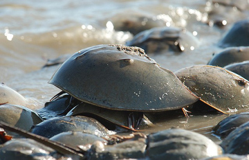 Atlantic horseshoe crabs shown on the shoreline at Mispillion Harbor, Delaware. Credit: Gregory Breese, US Fish and Wildlife Service