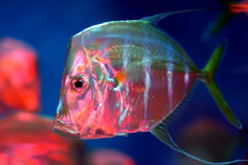The lookdown fish can manipulate the polarity of light reflecting off its skin. Credit: Jeff Kubina, Wikipedia