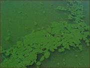 Cyanobacteria bloom. Credit: USGS