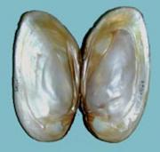 A mussel shell showing the mother-of-pearl layer. Credit: National Oceanic and Atmospheric Administration