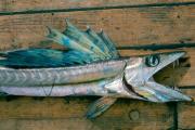 Lancetfish. Credit: National Oceanic and Atmospheric Administration