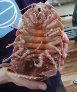 Underside of a giant isopod, a relative of Tylos. Credit: National Oceanic and Atmospheric Administration