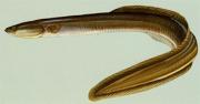 American eel. Credit: National Oceanic and Atmospheric Administration