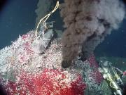 Some viruses living in the deep ocean near thermal vents can "steal" energy from bacteria. Credit: National Oceanic and Atmospheric Administration