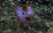 The dumbo octopus uses it's big "ears" to move around. Credit: National Oceanic and Atmospheric Administration