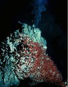 A hydrothermal vent chimney at the Endeavour Segment, with red and white tube worms colonizing the area. Credit: National Oceanic and Atmospheric Administration