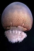 A cannonball jellyfish. Credit: Dauphin Island Sea Lab