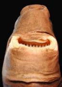 Head of a cookie cutter shark. Credit: Karsten Hartel- Marine Fisheries Review