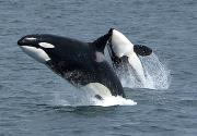 Killer whales can learn new dialects. Credit: Robert Pitman, National Oceanic and Atmospheric Administration