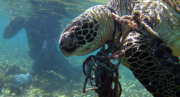 A green sea turtle entangled in a fishing net. Credit: National Oceanic and Atmospheric Administration