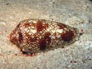 Cone snails are lethal hunters. Credit: Richard Ling 2005, GNU Free Documentation License