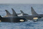 Adult killer whales are more likely to follow an older female when times are tough. Credit: National Oceanic and Atmospheric Administration