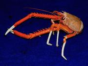 Galatheid crab. Credit: Tamara Frank, National Oceanic and Atmospheric Administration