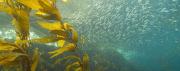Kelp forest in the Channel Islands National Marine Sanctuary and National Park. Credit: National Oceanic and Atmospheric Administration