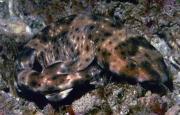 Swell sharks live in coastal Pacific water. Credit: National Oceanic and Atmospheric Administration