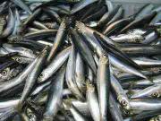 Atlantic herring. Credit: National Oceanic and Atmospheric Administration