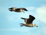 Juvenile great blackbacked gulls. Credit: National Oceanic and Atmospheric Administration