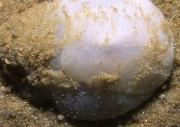 Researchers recently looked at sand slug gizzards to find out how they work. Credit: Wikipedia, seascapeza