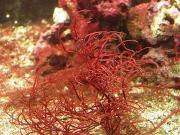Red algae is used to make agar. Credit: Eric Moody, Wikipedia.
