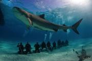 A 12-foot female tiger shark swims above a row of SCUBA divers in the Bahamas. Credit: Jim Abernethy of Jim Abernethy's Scuba-Adventures.com, www.scuba-adventures.com