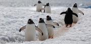  Gentoo penguins in Antarctica. Credit: National Oceanic and Atmospheric Administration