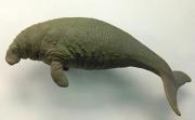 Model of a Steller's sea cow in the Natural History Museum in London. Credit: Emoke Denes, Wikipedia,  Attribution-Share Alike 2.5 Generic license