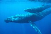 Humpback whales are known as "summer" whales. Credit: National Oceanic and Atmospheric Administration, Doug Perrine