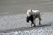 Image of a wolf with a sea otter pup in it's mouth. 