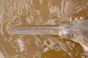 Juvenile smalltooth sawfish in the Charlotte Harbor estuarine system, Florida. Credit: Florida Fish and Wildlife Conservation Commission