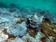 Severely bleached coral in Papahanaumokuakea Marine National Monument, Hawaii. Credit: National Oceanic and Atmospheric Administration.