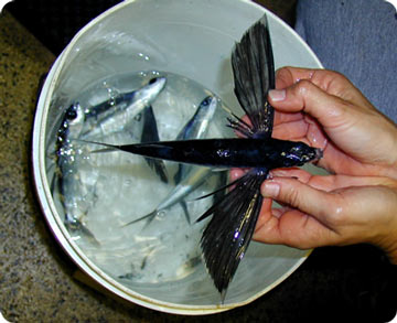 Flying Fish  Science and the Sea