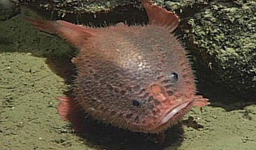 Frogfish  Science and the Sea