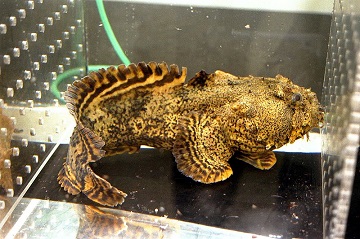 Sound pollution decreases the chances of love for oyster toadfish