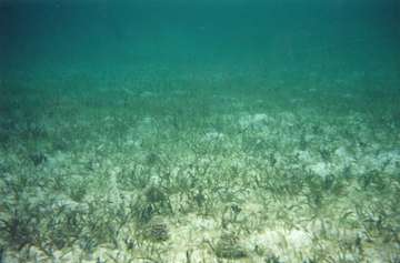 Damaged Seagrass  Science and the Sea