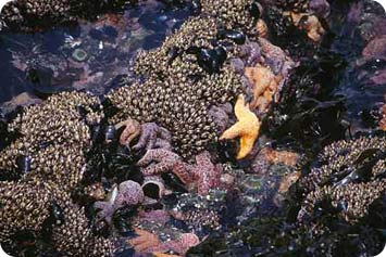 Life on the Edge: Intertidal Zones | Science and the Sea