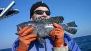 This black sea bass is exhibiting barotrauma. Note the stomach extruding from the mouth. Credit: Jeff Buckel.