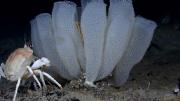 A golden crab with a group of Venus flower basket glass sponges. Credit: National Oceanic and Atmospheric Administration