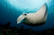 Manta rays "fly" through the water. Credit: Shiyam ElkCloner, Creative Commons Attribution-Share Alike 3.0 Unported 