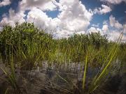 Salt marsh in Redfish Bay, Texas. Credit: Charles Foster, University of Texas Marine Science Institute.