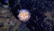 An ocean dandelion is made of of many individual animals cooperatiing. Credit: National Oceanic and Atmospheric Administration
