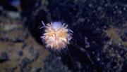 An ocean dandelion is made of of many individual animals cooperatiing. Credit: National Oceanic and Atmospheric Administration