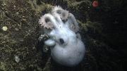 This female octopus spent four and one half years brooding her eggs on a ledge near the bottom of Monterey Canyon. Image credit: © 2007 MBARI