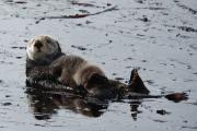 A sea otter mom and her baby. Credit: National Oceanic and Atmospheric Administration.